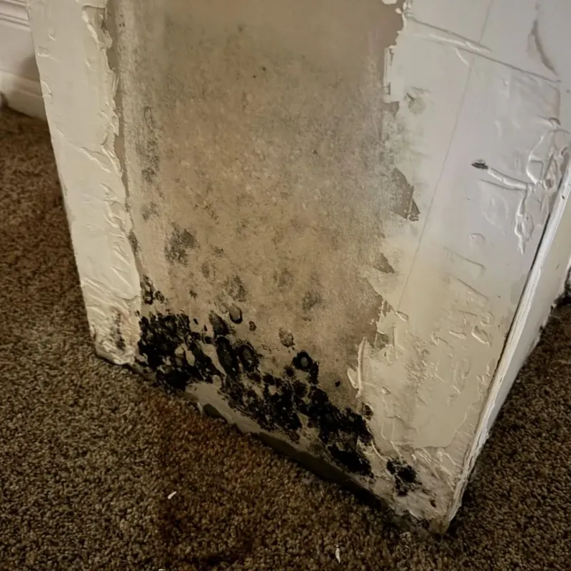 Professional Mold Removal in Harlan County, KY